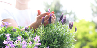 W jaki sposób odpowiednio przesadzać kwiaty i rośliny? Lawenda, fioletowa kompozycja kwiatowa