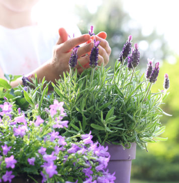 W jaki sposób odpowiednio przesadzać kwiaty i rośliny? Lawenda, fioletowa kompozycja kwiatowa