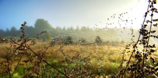 Unikatowe, spokojne, piękne – miejsca w Polsce, których możesz nie znać, a które naprawdę warto odwiedzić Pajęczyna z kroplami rosy na polu