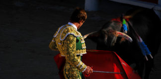Wyjątkowe, a zarazem kontrowersyjne widowisko, czyli o hiszpańskiej korridzie mężczyzna i byk podczas korridy