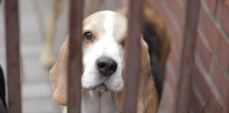 O czym warto wiedzieć przed adopcją zwierzęcia ze schroniska opuszczony pies za kratami