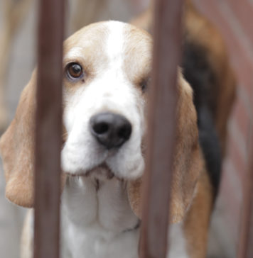 O czym warto wiedzieć przed adopcją zwierzęcia ze schroniska opuszczony pies za kratami