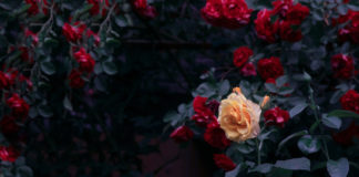 Jakie produkty spożywcze pomogą Ci zadbać o kondycję Twoich roślin? kwitnące róże tajemniczy ogród