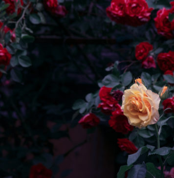 Jakie produkty spożywcze pomogą Ci zadbać o kondycję Twoich roślin? kwitnące róże tajemniczy ogród