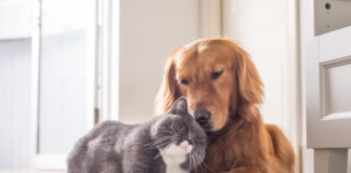 Czworonóg w domu nie oznacza bałaganu! Sprawdź 4 sposoby na utrzymanie czystości kot i pies na legowisku w domu