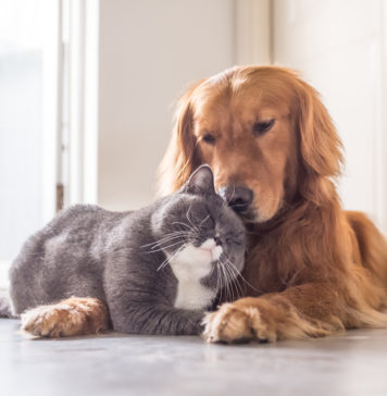 Czworonóg w domu nie oznacza bałaganu! Sprawdź 4 sposoby na utrzymanie czystości kot i pies na legowisku w domu