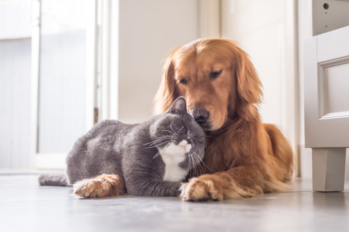 kot i pies na legowisku w domu