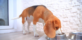 Jak zachęcić psa do jedzenia? pies jedzący z miski