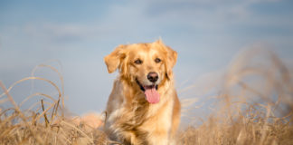 Najczęściej wybierane rasy psów – dla kogo i jakich warunków okażą się odpowiednie? Golden retriever