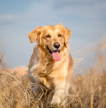 Najczęściej wybierane rasy psów – dla kogo i jakich warunków okażą się odpowiednie? Golden retriever