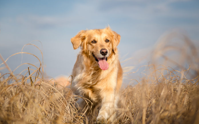 Golden retriever