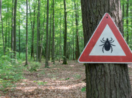 znak na drzewie ostrzegający przed kleszczami
