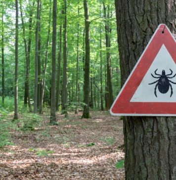 Preparaty na kleszcze | Ranking 2020 znak na drzewie ostrzegający przed kleszczami