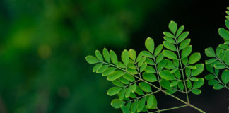 Czym jest moringa oleifera? moringa gałązka drzewa
