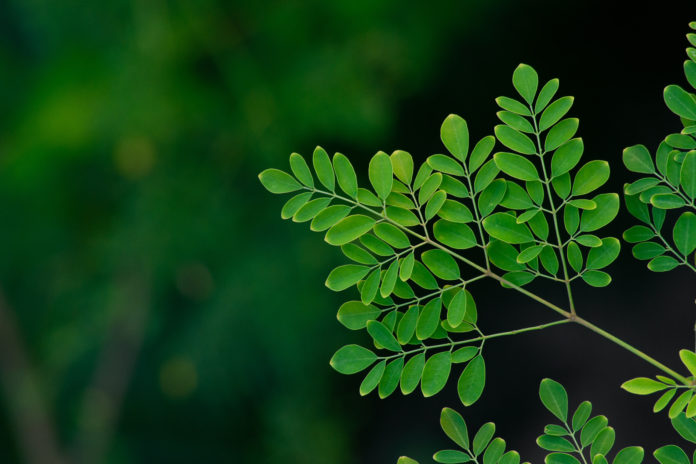 moringa gałązka drzewa