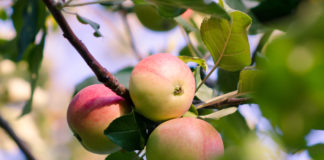 Jak zabezpieczyć młode drzewa i krzewy posadzone w ogrodzie? jabłka na jabłoni