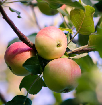 Jak zabezpieczyć młode drzewa i krzewy posadzone w ogrodzie? jabłka na jabłoni