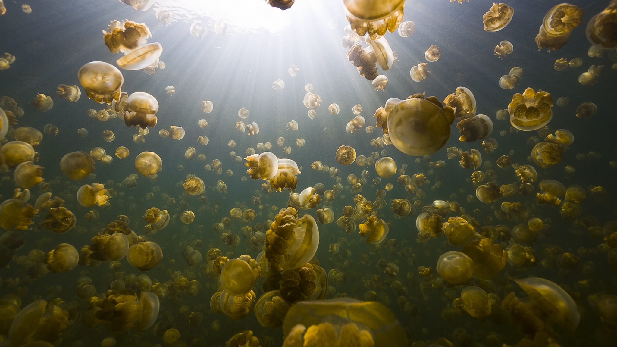 Jellyfish Lake Palau