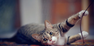 Jak przekonać kota? bawiący się kot