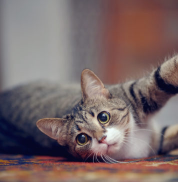 Jak przekonać kota? bawiący się kot