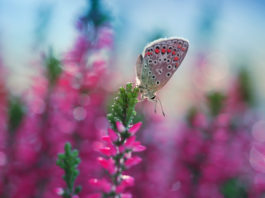 Motyl na wrzosie