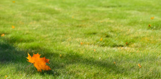 Jak odpowiednio zadbać o trawnik jesienią? Podpowiadamy! trawnik jesienią