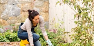 4 wskazówki ogrodnicze na późną jesień 4 wskazówki ogrodnicze na późną jesień