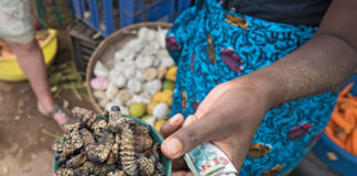 Najdziwniejsze potrawy z różnych zakątków świata mopane caterpillar Mopani