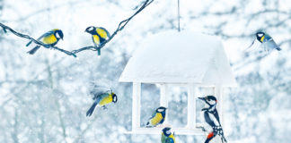 Jak i czym dokarmiać ptaki zimą? sikorki i dzięcioł w karmniku zimą