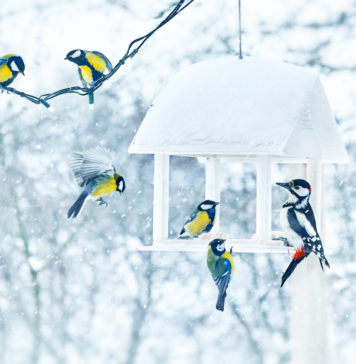 Jak i czym dokarmiać ptaki zimą? sikorki i dzięcioł w karmniku zimą