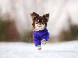 chihuahua w zimowym ubranku na zewnątrz