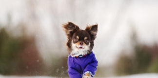 Jak zadbać o zdrowie swojego pupila w mroźne dni? chihuahua w zimowym ubranku na zewnątrz
