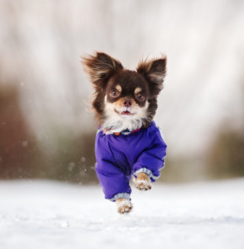 Jak zadbać o zdrowie swojego pupila w mroźne dni? chihuahua w zimowym ubranku na zewnątrz