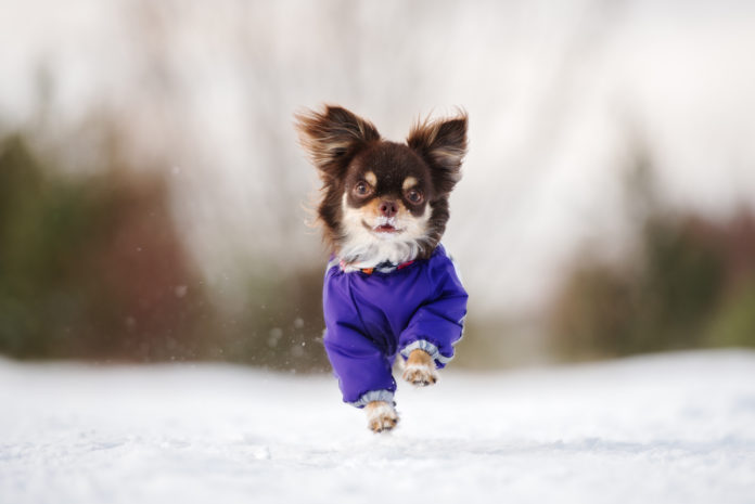 chihuahua w zimowym ubranku na zewnątrz