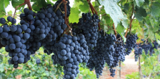 Uprawa winogron: sadzenie, cięcie i pielęgnacja winorośl