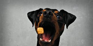 Z dbałością, ale i umiarem – czyli jak zadbać o odpowiednią dietę u psa? pies łapiący karmę