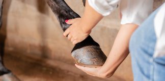 Kopyta konia – dlaczego należy o nie dbać i zwracać na nie szczególną uwagę? kopyta konia