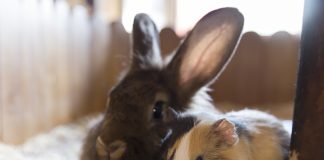 Zdrowa dieta królika, szynszyli i kawii – na co zwracać uwagę? królik i kawia domowa