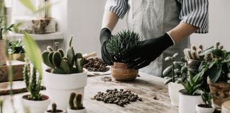 Przesadzanie kwiatów na wiosnę przesadzanie kwiatów