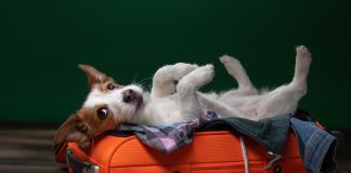 Zabierasz swojego czworonożnego pupila w podróż? O tym musisz pamiętać! pies leżący na walizce