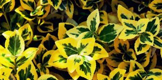 Uprawa trzmieliny Trzmielina