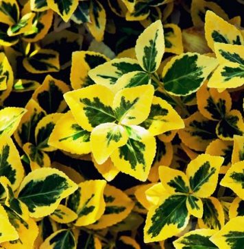 Uprawa trzmieliny Trzmielina