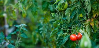 Żywność ekologiczna – dobra dla zdrowia i środowiska Dwa czerwone pomidory na krzaku w ogrodzie
