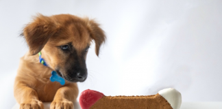 Jak często można używać smakołyków i przysmaków dla psa? przysmak dla psa