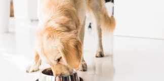 Jak dobrać odpowiednią karmę dla swojego psa? golden retriever karma dla psa