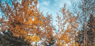 Wesele w październiku – najpiękniejszy miesiąc w górach wesele w październiku