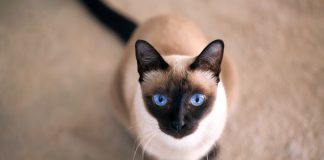 Najpiękniejsze rasy kotów kot syjamski