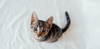 Dlaczego zamiast rasowego kota warto wybrać słodkiego dachowca? słodki kociak