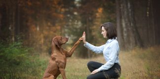 Jak zacząć szkolenie psa? tresura psa