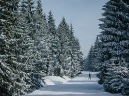Narciarz na trasie biegowej